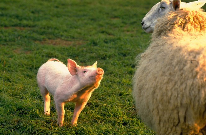 Babe, el cerdito valiente - De la película