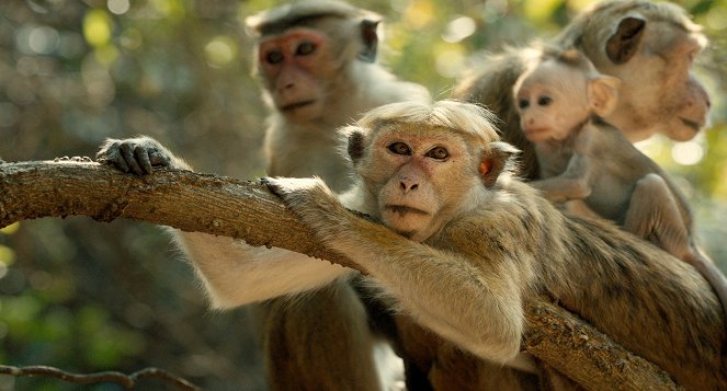 Im Reich der Affen - Filmfotos