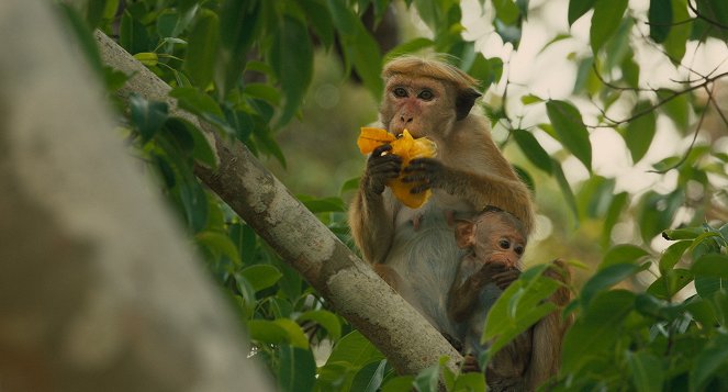 Monkey Kingdom - Kuvat elokuvasta