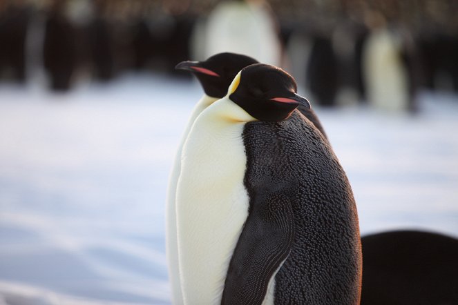 Pengi und Sommi - Die neue Reise der Pinguine - Filmfotos