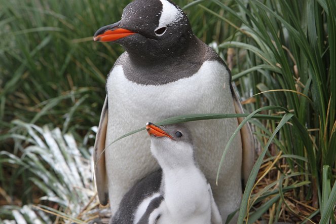 Pengi und Sommi - Die neue Reise der Pinguine - Filmfotos