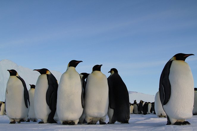 Pengi und Sommi - Die neue Reise der Pinguine - Filmfotos