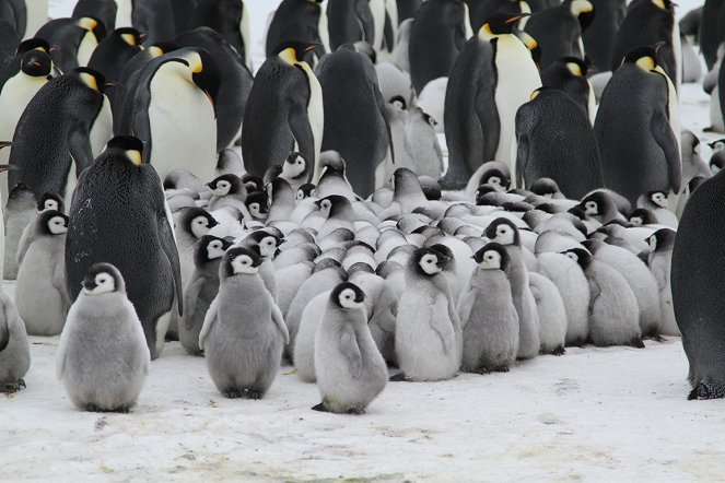 Pengi und Sommi - Die neue Reise der Pinguine - Filmfotos