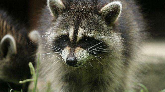 Raccoon: Backyard Bandit - Do filme