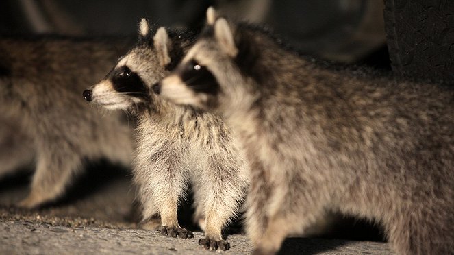 Raccoon: Backyard Bandit - Van film