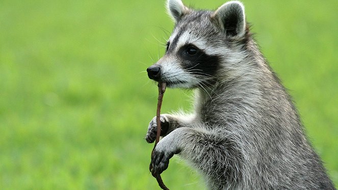 Raccoon: Backyard Bandit - Van film