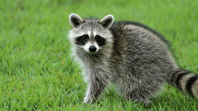 Raccoon: Backyard Bandit - De la película