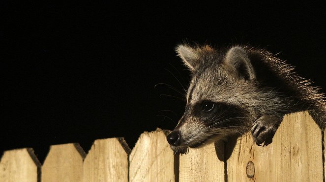 Raccoon: Backyard Bandit - De la película