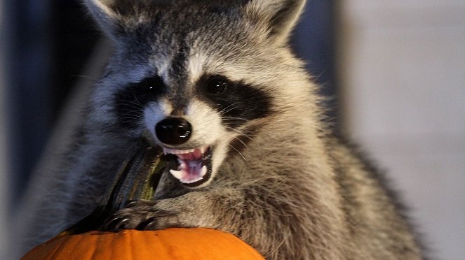 Raccoon: Backyard Bandit - Film