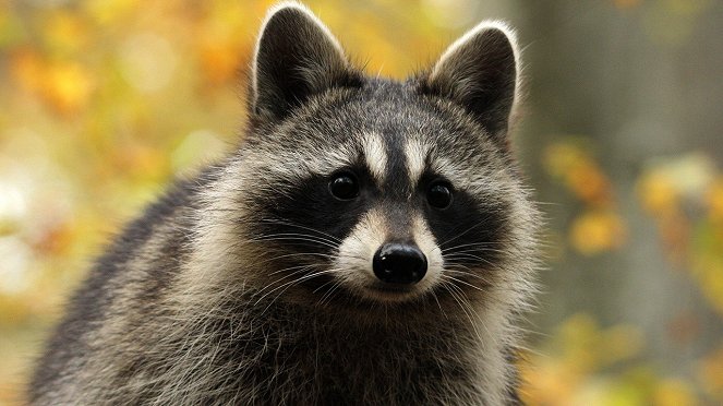 Raccoon: Backyard Bandit - Z filmu