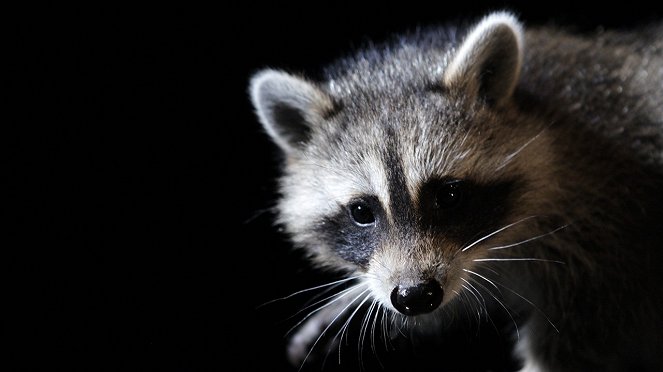 Raccoon: Backyard Bandit - Kuvat elokuvasta
