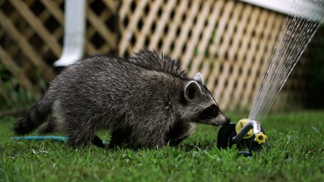 Raccoon: Backyard Bandit - Z filmu