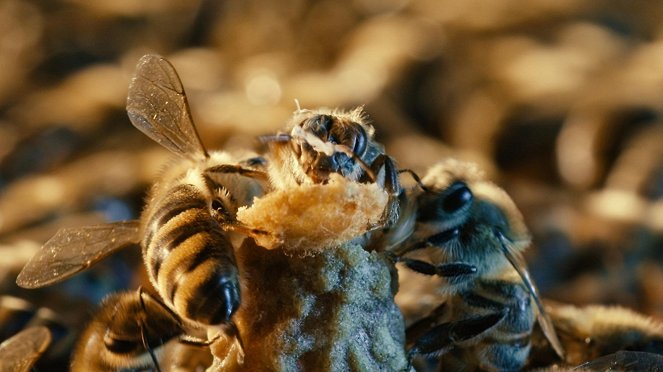 A méhek világa - Filmfotók
