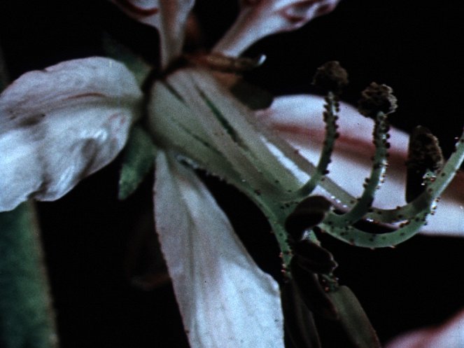 Pohyby rostlin - Filmfotos