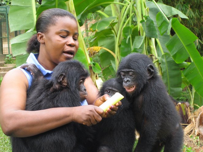 La Maman des Bonobos - Film