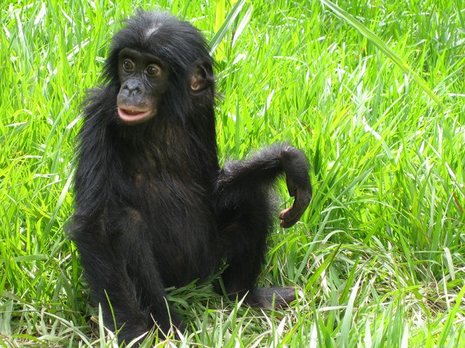 La Maman des Bonobos - Z filmu