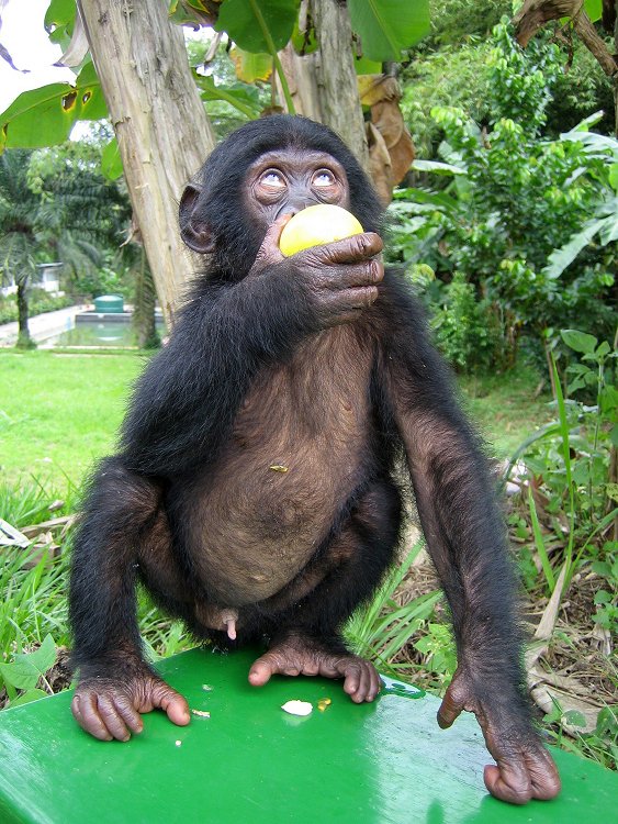 Máma bonobů - Z filmu