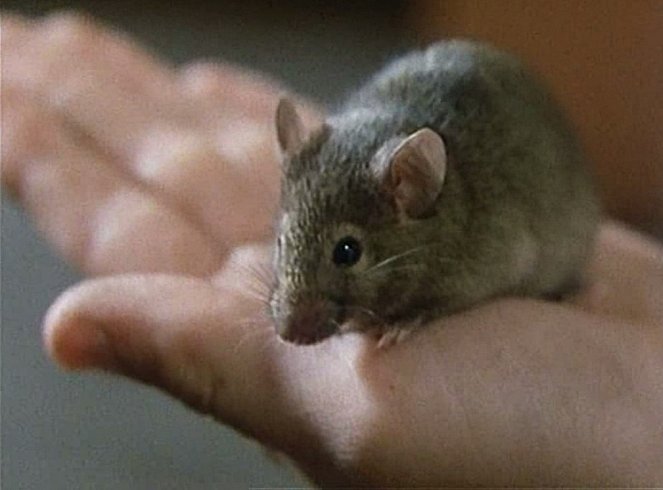 Silent Mouse - De la película