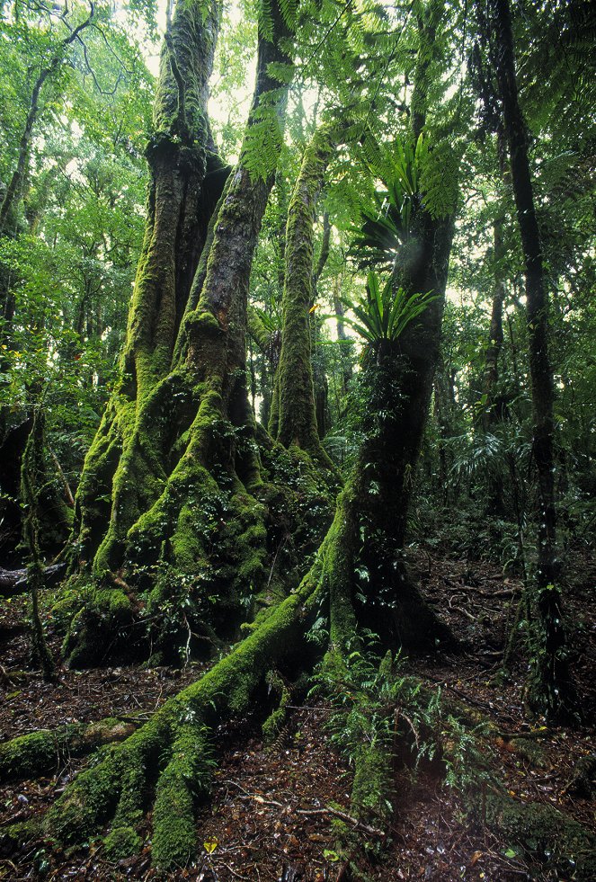 Secret Life Of The Rainforest - Do filme