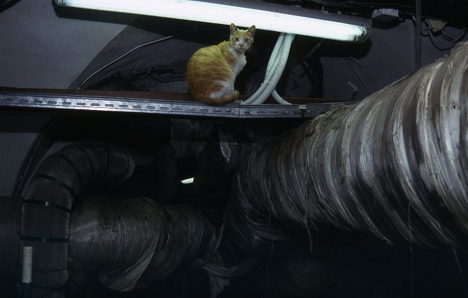 Ermitáž - kočičí palác - Z filmu
