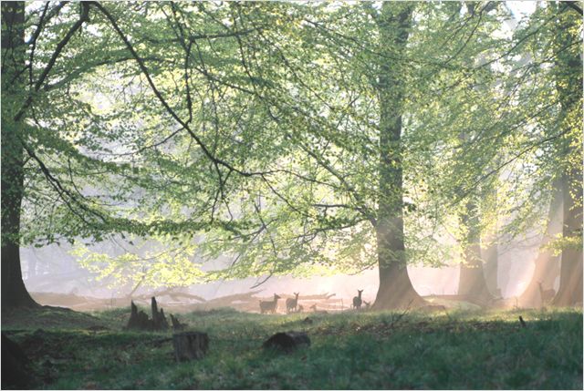 Das Grüne Wunder - Unser Wald - Van film