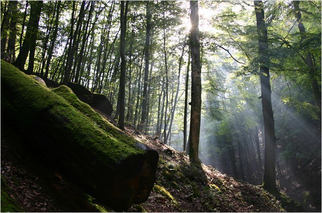 Das Grüne Wunder - Unser Wald - Z filmu