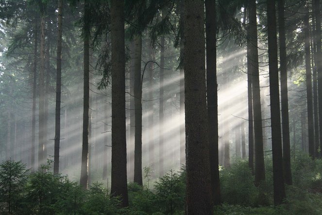 Das Grüne Wunder - Unser Wald - Filmfotos