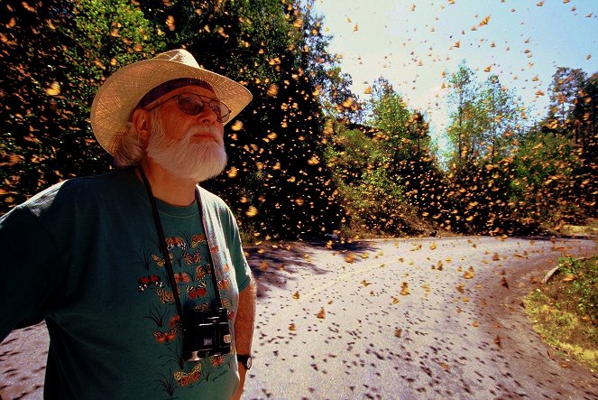 Highway der Schmetterlinge - Die Reise der Monarchfalter - Filmfotók