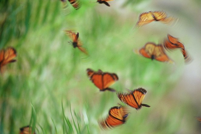 The Migration Of The Monarch Butterflies - Photos