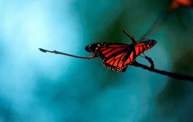 The Migration Of The Monarch Butterflies - Photos