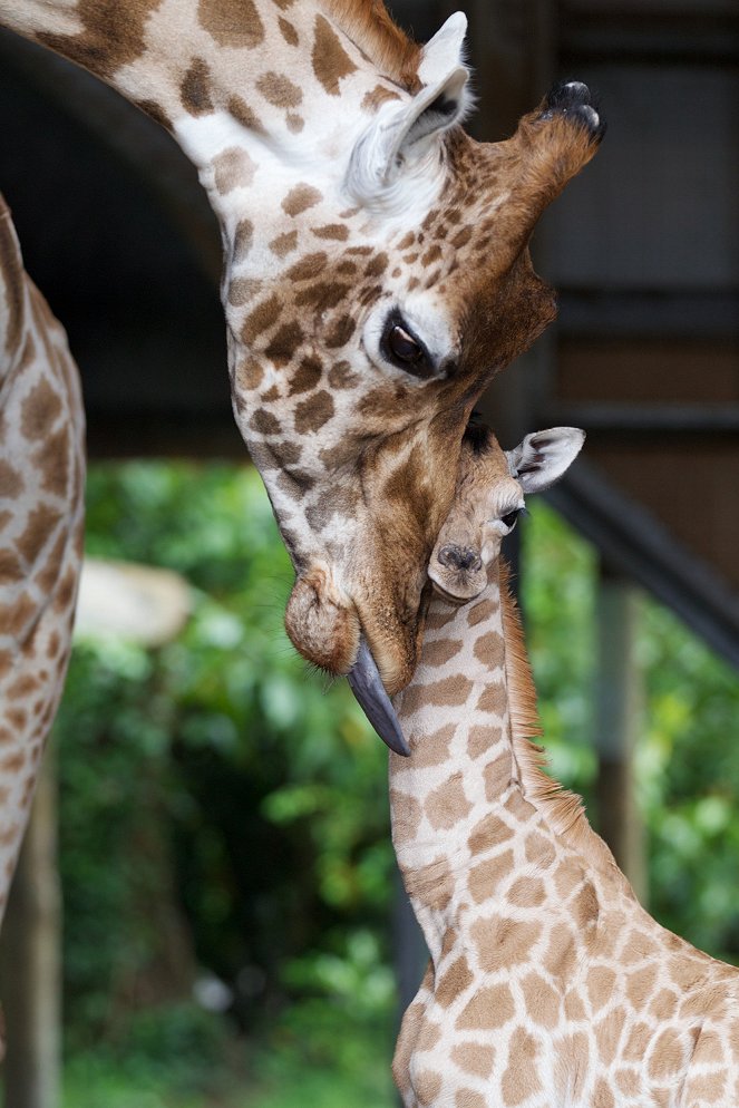 The Zoo - Dublin - Photos