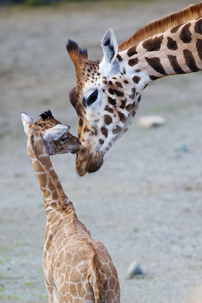 The Zoo - Dublin - Photos