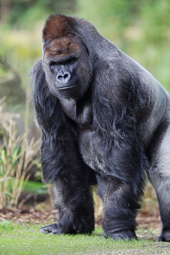 The Zoo - Dublin - Photos