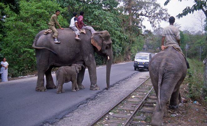 Le Train du Darjeeling - De la película