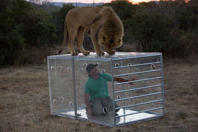 Big Cat Week: Man V. Lion - Photos