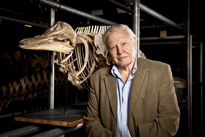 Attenborough - 60 let v divočině - Z filmu - David Attenborough