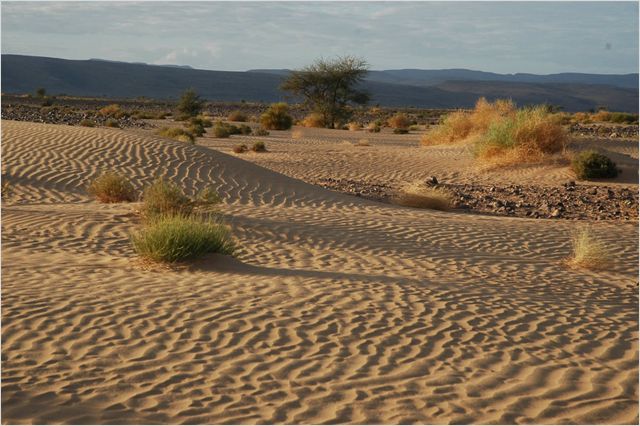 Allein die Wüste - De la película