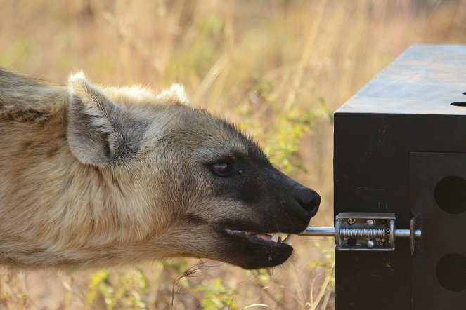 Zabijácké IQ: lev versus hyena - Z filmu