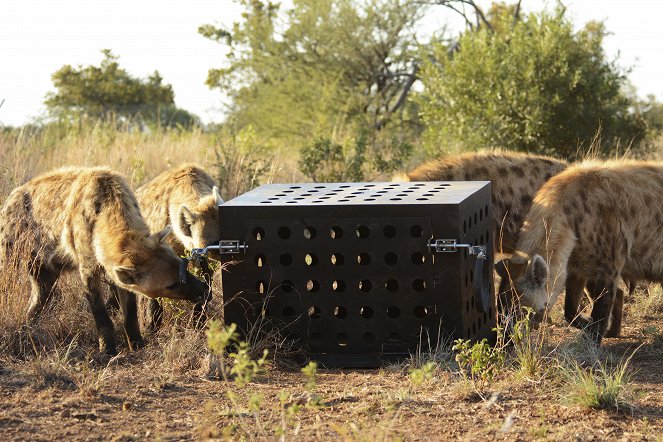 Killer IQ: Lion vs Hyena - Filmfotók