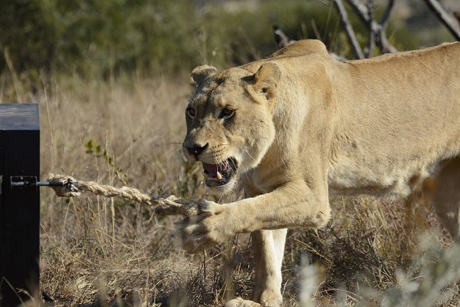 Killer IQ: Lion vs Hyena - Kuvat elokuvasta