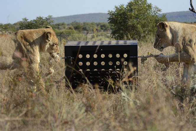 Killer IQ: Lion vs Hyena - Film