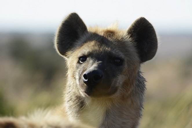 Killer IQ: Lion vs Hyena - Photos