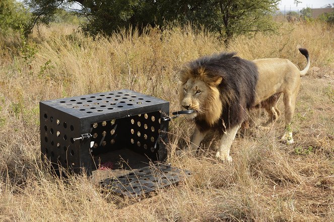 Killer IQ: Lion vs Hyena - De la película
