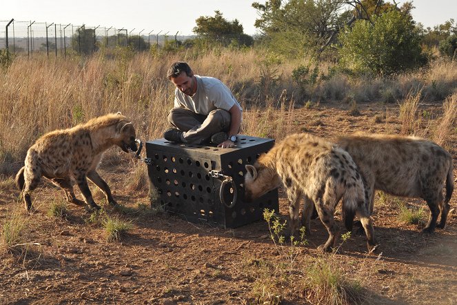 Killer IQ: Lion vs Hyena - Photos - Kevin Richardson