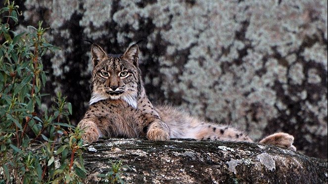 Mystery of The Lynx - Filmfotos