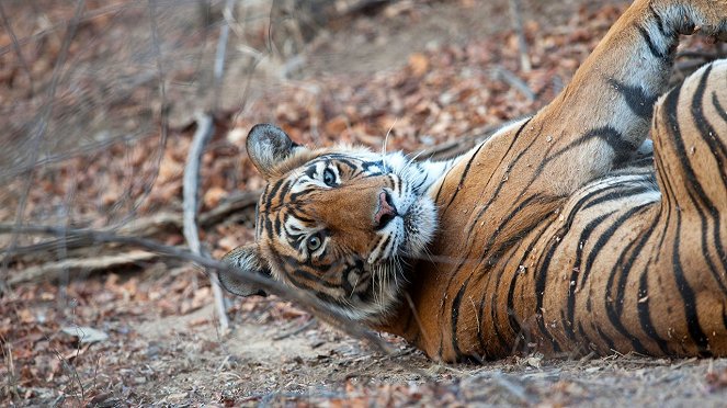 Tiger's Revenge - Photos