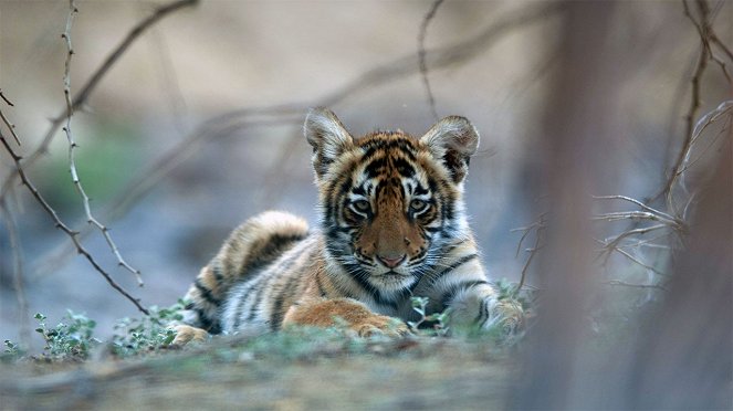 Die Rache des Tigers - Filmfotos