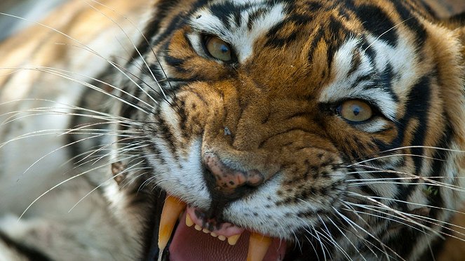 Die Rache des Tigers - Filmfotos