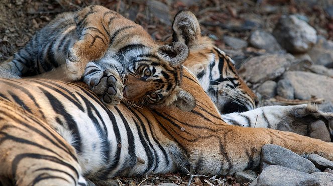 Die Rache des Tigers - Filmfotos