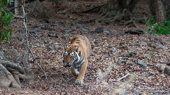 Tiger's Revenge - Photos